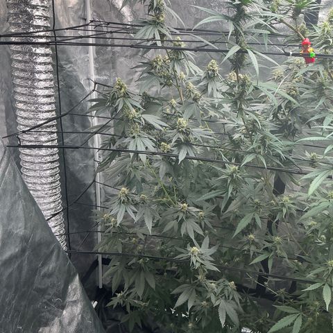 Sherbet Haze and Slurry3 growlog timeline photo