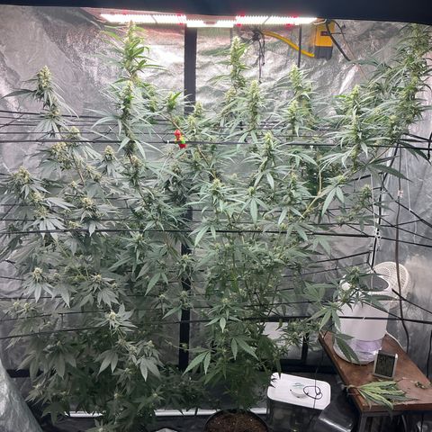 Sherbet Haze and Slurry3 growlog timeline photo