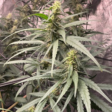 Sherbet Haze and Slurry3 growlog timeline photo