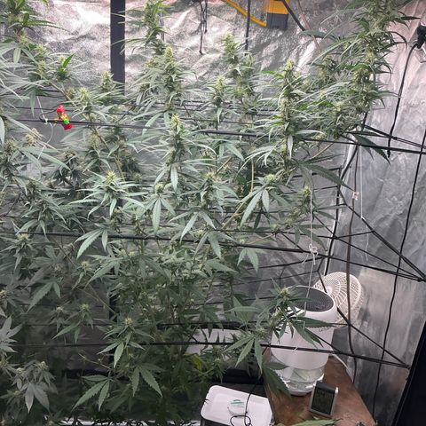 Sherbet Haze and Slurry3 growlog timeline photo