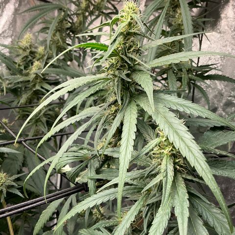 Sherbet Haze and Slurry3 growlog timeline photo