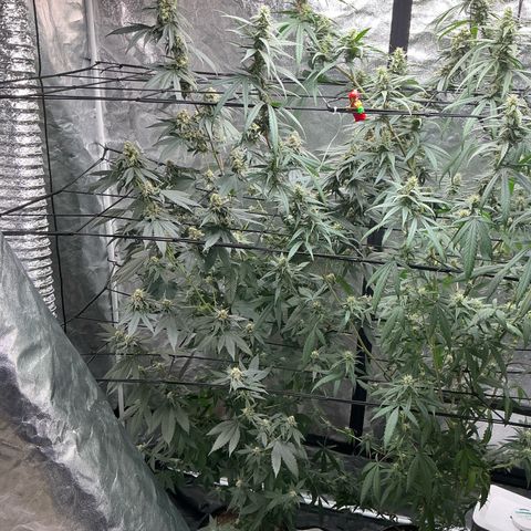 Sherbet Haze and Slurry3 growlog timeline photo