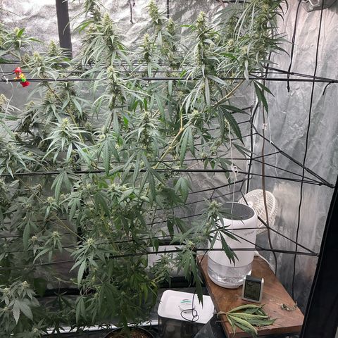 Sherbet Haze and Slurry3 growlog timeline photo