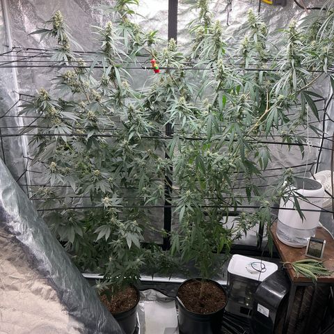 Sherbet Haze and Slurry3 growlog timeline photo