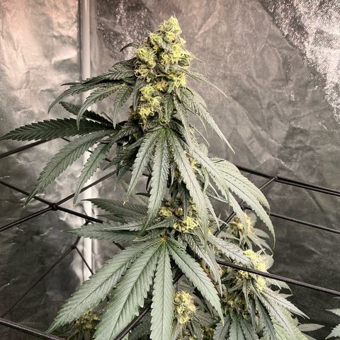 Sherbet Haze and Slurry3 growlog timeline photo