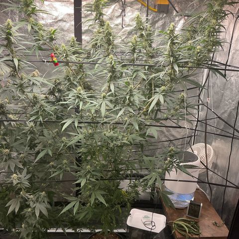 Sherbet Haze and Slurry3 growlog timeline photo