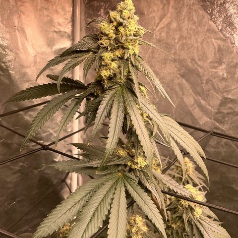 Sherbet Haze and Slurry3 growlog timeline photo