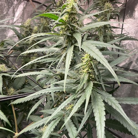 Sherbet Haze and Slurry3 growlog timeline photo