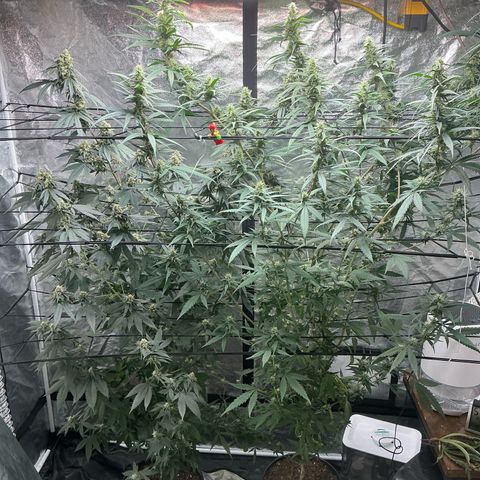Sherbet Haze and Slurry3 growlog timeline photo