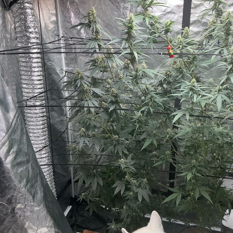 Sherbet Haze and Slurry3 growlog timeline photo