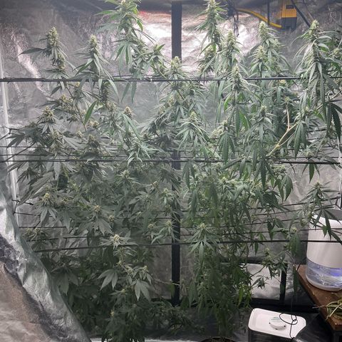 Sherbet Haze and Slurry3 growlog timeline photo