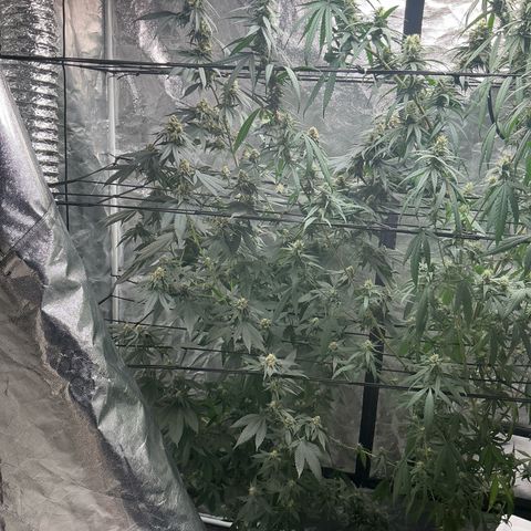 Sherbet Haze and Slurry3 growlog timeline photo