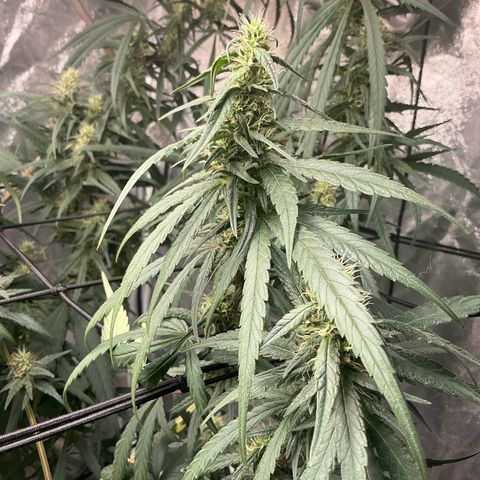 Sherbet Haze and Slurry3 growlog timeline photo