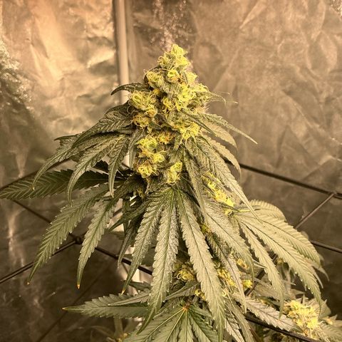 Sherbet Haze and Slurry3 growlog timeline photo