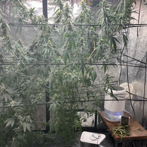 Sherbet Haze and Slurry3 growlog timeline photo