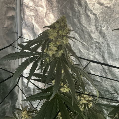 Sherbet Haze and Slurry3 growlog timeline photo