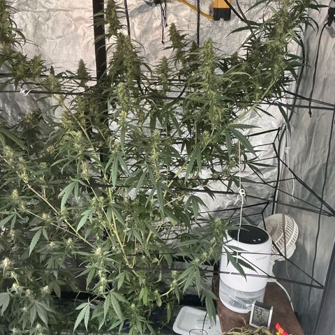 Sherbet Haze and Slurry3 growlog timeline photo
