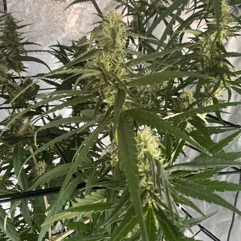 Sherbet Haze and Slurry3 growlog timeline photo