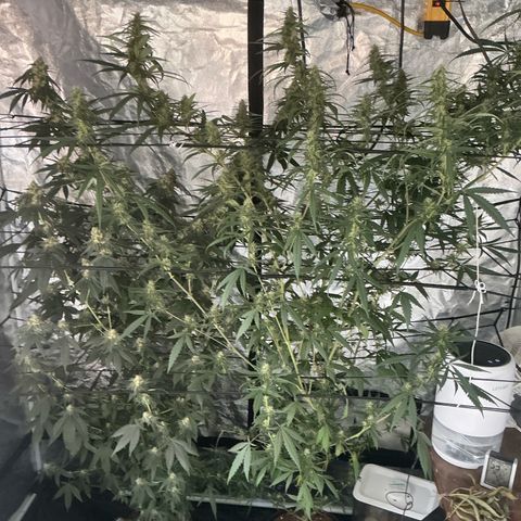 Sherbet Haze and Slurry3 growlog timeline photo