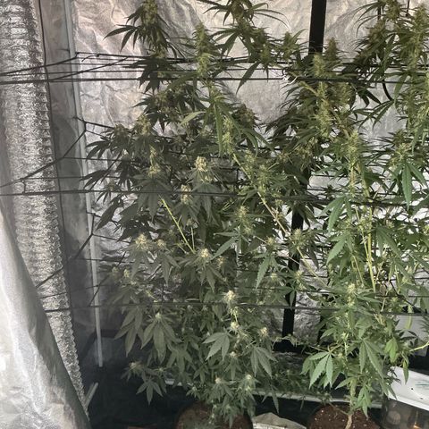 Sherbet Haze and Slurry3 growlog timeline photo