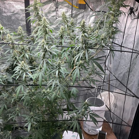 Sherbet Haze and Slurry3 growlog timeline photo
