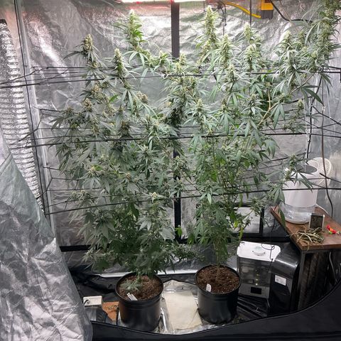 Sherbet Haze and Slurry3 growlog timeline photo
