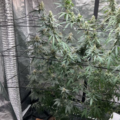 Sherbet Haze and Slurry3 growlog timeline photo