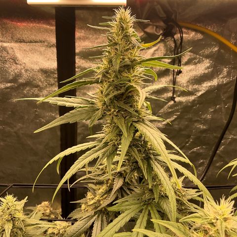 Sherbet Haze and Slurry3 growlog timeline photo