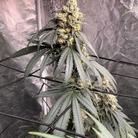 Sherbet Haze and Slurry3 growlog timeline photo