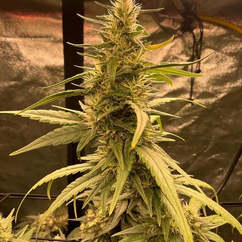 Sherbet Haze and Slurry3 growlog timeline photo