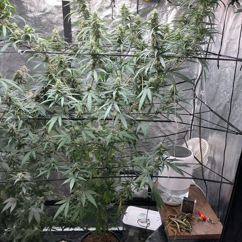 Sherbet Haze and Slurry3 growlog timeline photo