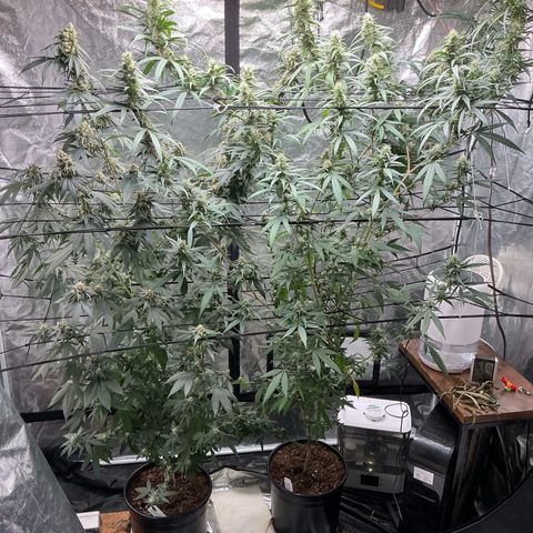 Sherbet Haze and Slurry3 growlog timeline photo