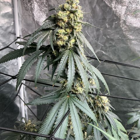 Sherbet Haze and Slurry3 growlog timeline photo