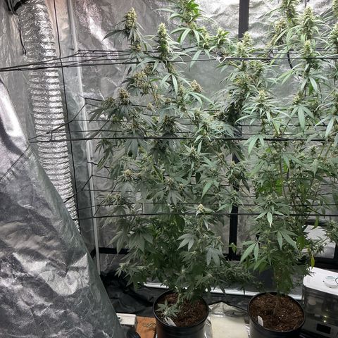 Sherbet Haze and Slurry3 growlog timeline photo