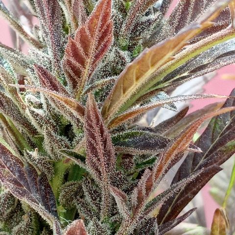 Chocolope growlog photo: No realizar LST en última etapa de floración