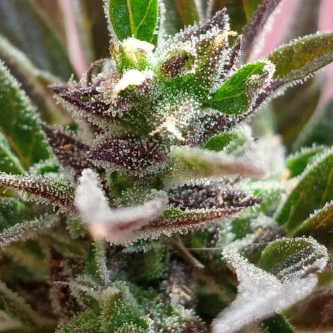 Chocolope growlog photo: No realizar LST en última etapa de floración