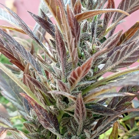 Chocolope growlog photo: No realizar LST en última etapa de floración
