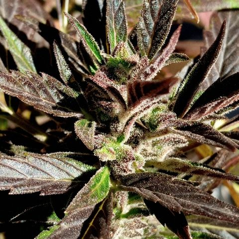 Chocolope growlog timeline photo