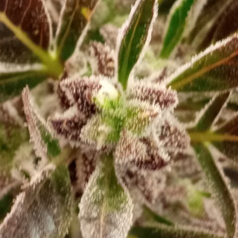 Chocolope growlog timeline photo