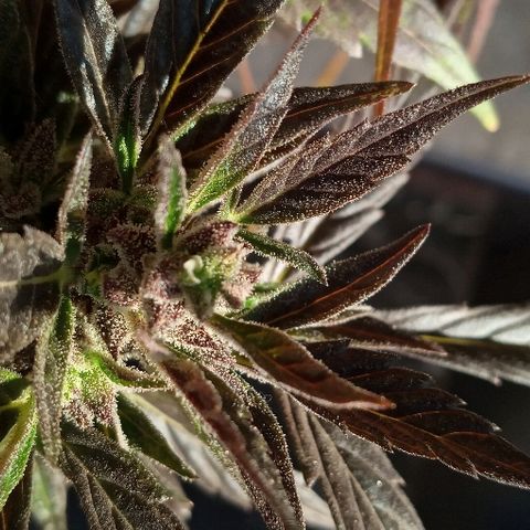 Chocolope growlog timeline photo