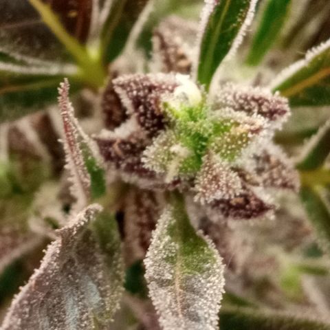Chocolope growlog timeline photo