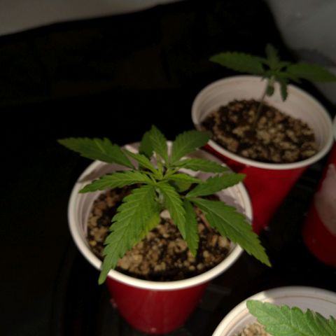 Speedy Chile growlog timeline photo