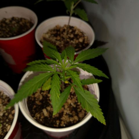 Speedy Chile growlog timeline photo