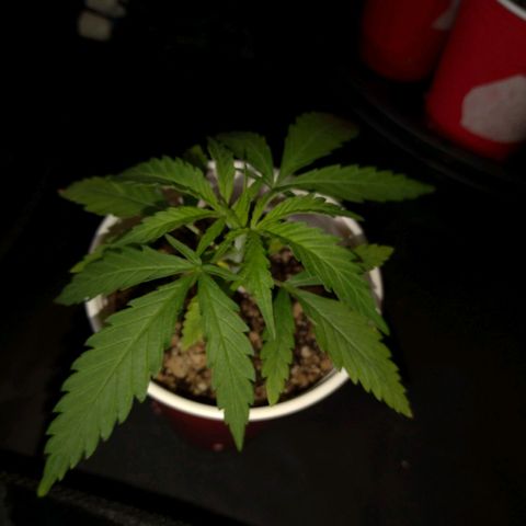 Speedy Chile growlog timeline photo