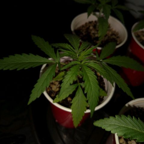 Speedy Chile growlog timeline photo