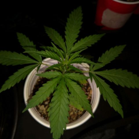 Speedy Chile growlog timeline photo