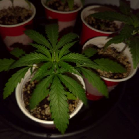 Speedy Chile growlog timeline photo