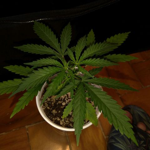 Speedy Chile growlog timeline photo