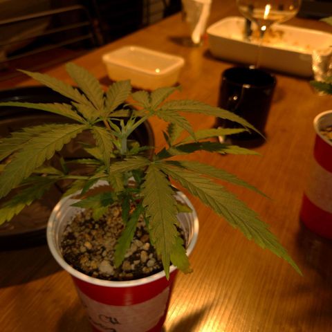 Speedy Chile growlog timeline photo