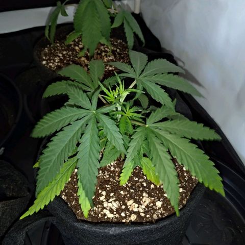 Speedy Chile growlog timeline photo